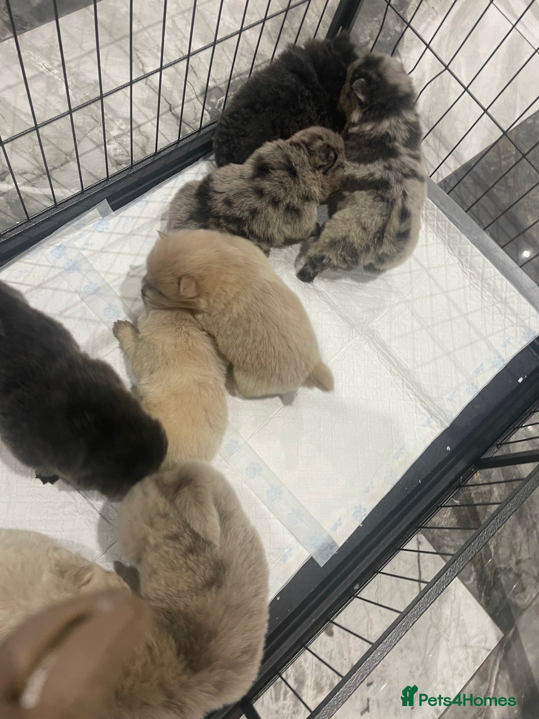 Chow Chow dogs for sale: Chow chow pups - Image 13