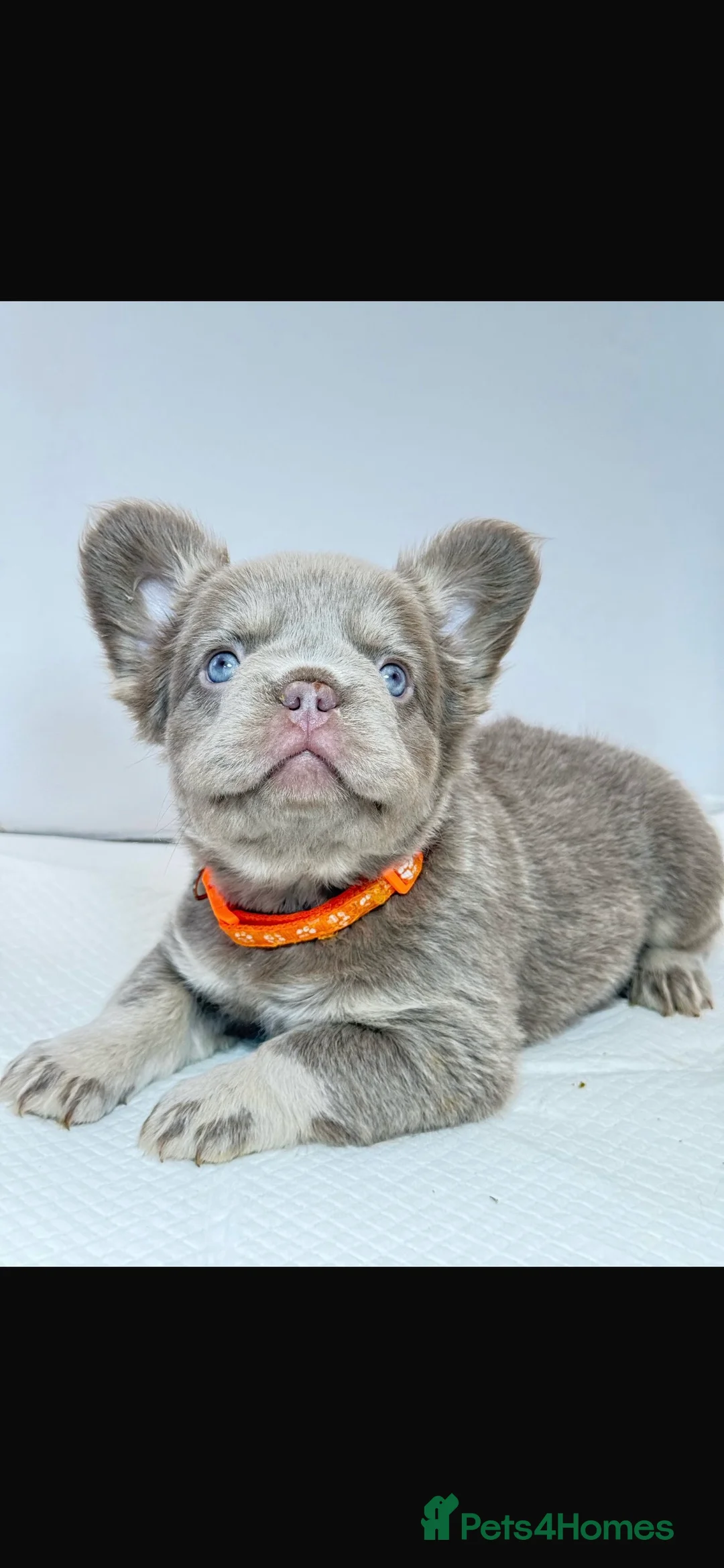 French Bulldog dogs for stud: new shade chocolate and tan carrying fluffy stud in Rochdale - Advert 15