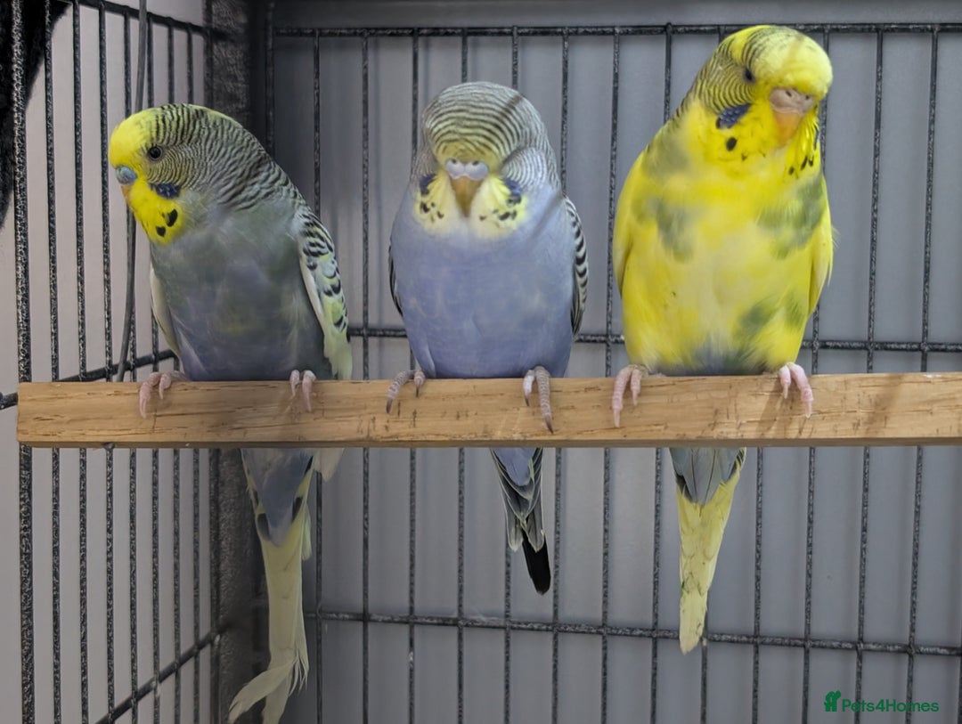 Budgerigars birds for sale: Budgies for Sale Many colours Cages Available  - Image 19