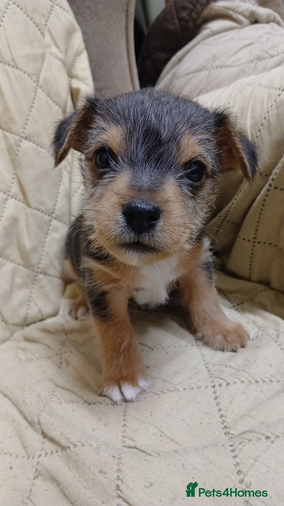 Jack Russell dogs for sale: Gorgeous Black & Tan Male Pup  - Advert 4