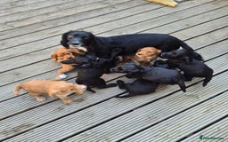 Cocker Spaniel dogs for sale: Working cocker spaniel pup - Image 8