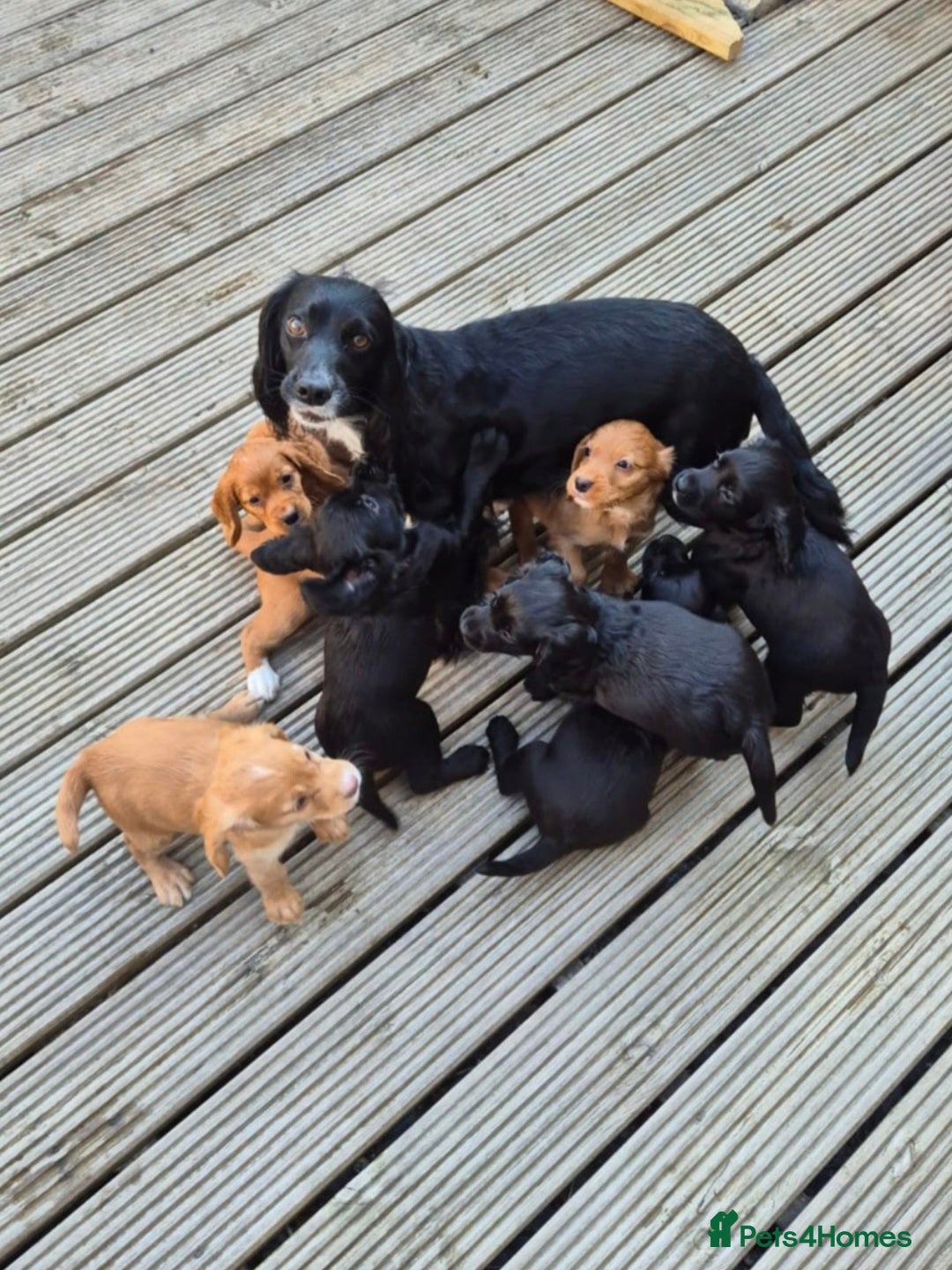 Cocker Spaniel dogs for sale: Working cocker spaniel pup - Image 8