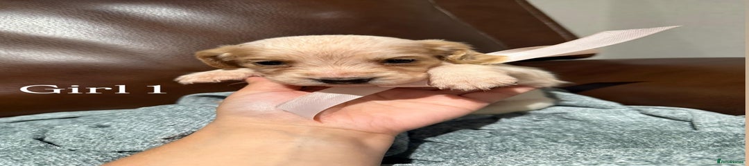 Cocker Spaniel Puppy 9