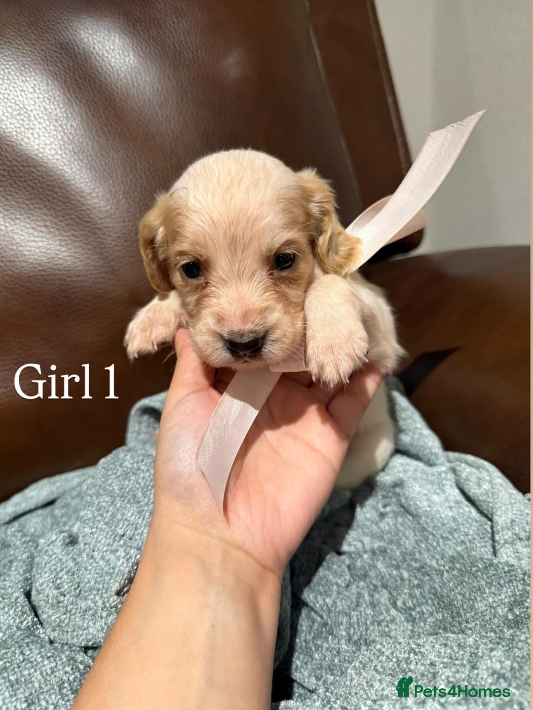 Cocker Spaniel dogs for sale: Cocker spaniel puppies  - Image 13