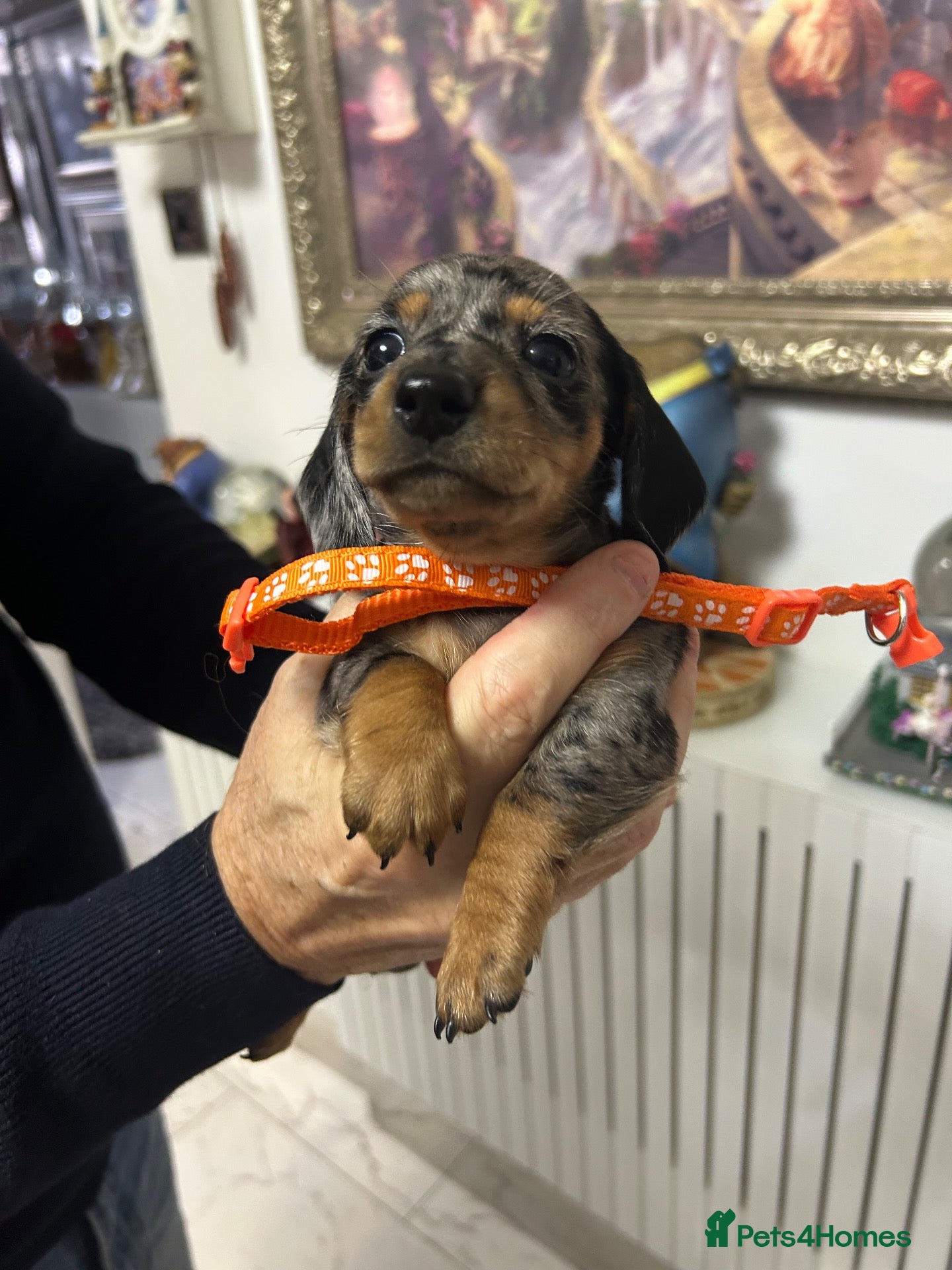Miniature Dachshund dogs for sale: MINIATURE DACHSHUND PUPPIES - Advert 1