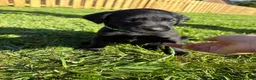 Labrador Retriever dogs for sale: Black labrador puppies KC registered. in Berwick-upon-Tweed - Advert 4