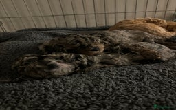 Mixed Breed dogs for sale: Miniature Poodles - Image 7