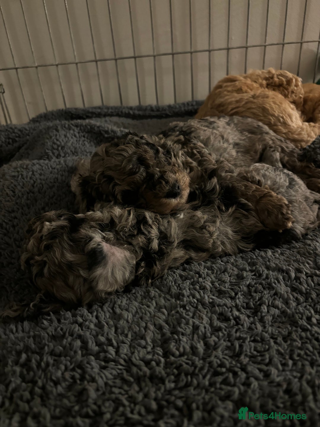Mixed Breed dogs for sale: Miniature Poodles - Image 7