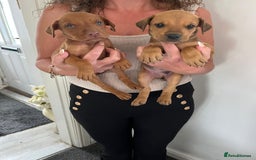 Mixed Breed dogs for sale: Doberman puppies for sale - Image 14