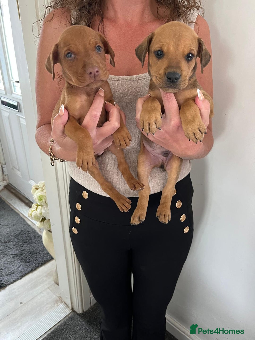 Mixed Breed dogs for sale: Doberman puppies for sale - Image 14