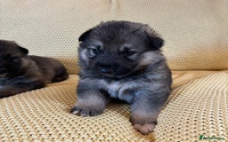 Shepsky dogs for sale: Gorgeous Shepsky pups (German shepherd x Husky) - Image 4