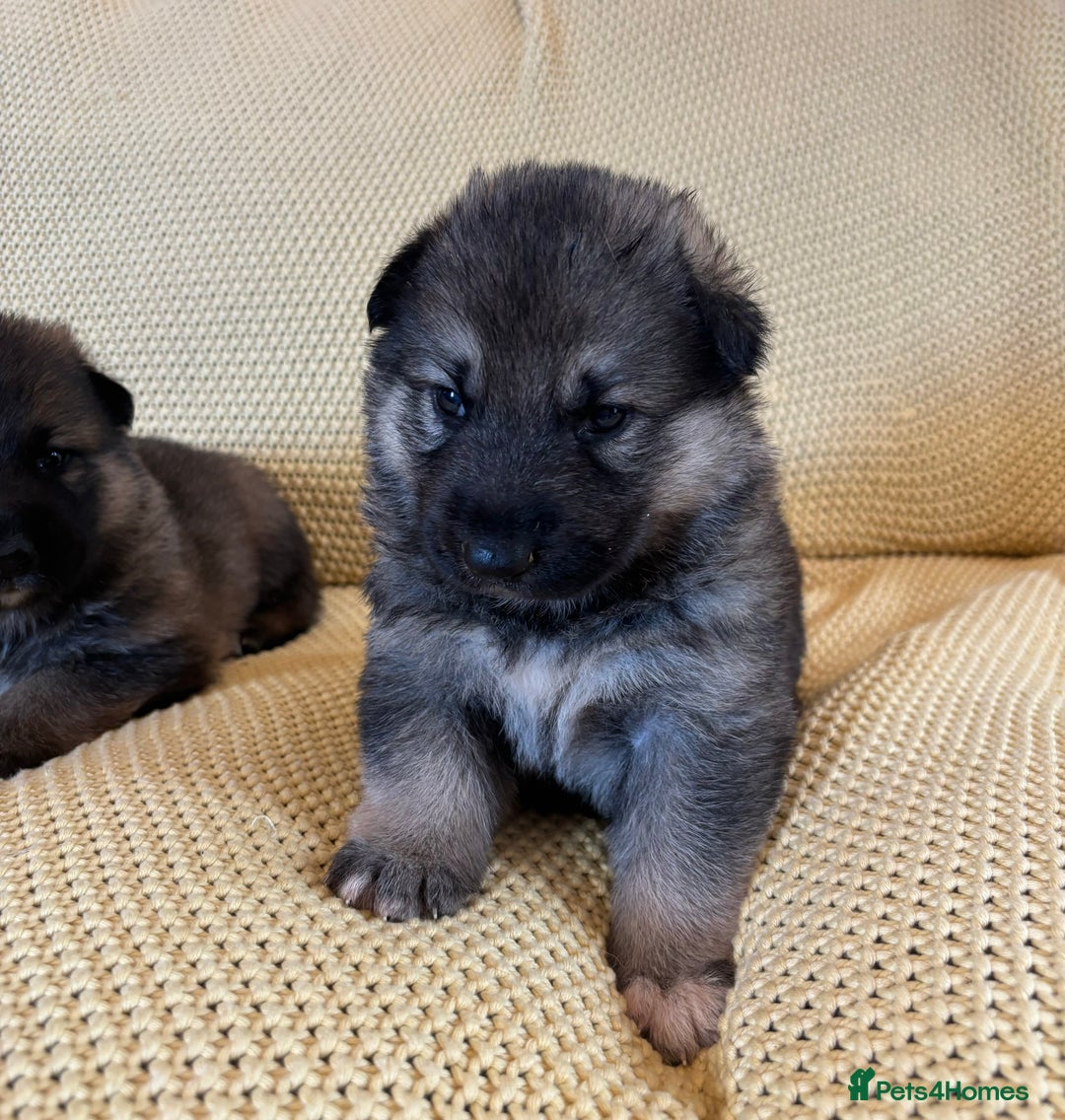 Shepsky dogs for sale: Gorgeous Shepsky pups (German shepherd x Husky) - Image 4