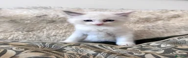 Ragdoll 5