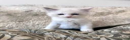 Ragdoll cats for sale: Ragdoll x Snow Bengal kittens 🐾 in Bude - Advert 15