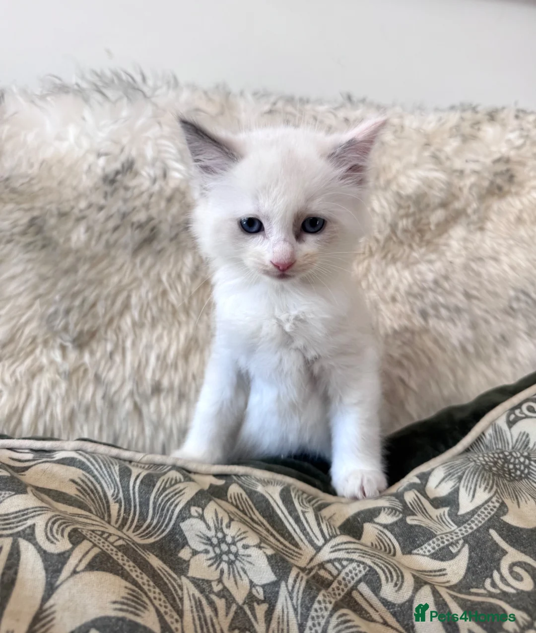 Ragdoll cats for sale: Ragdoll x Snow Bengal kittens 🐾 in Bude - Advert 15