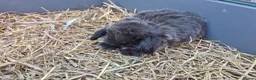 Mini Lop rabbits for sale: 3 female mini lop ear bunnies - Advert 2