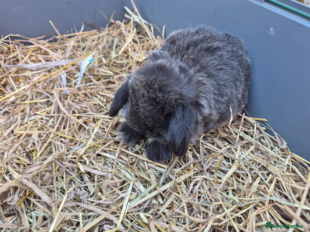 Mini Lop rabbits for sale: 3 female mini lop ear bunnies - Advert 2