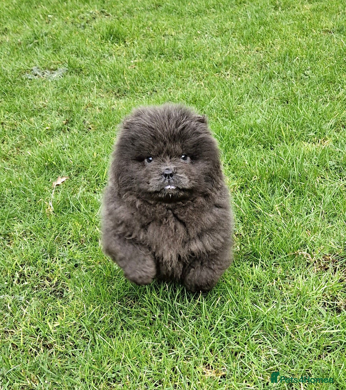 Chow Chow dogs Micro chow. Kc reg - Advert 3