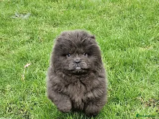 Chow Chow dogs Micro chow. Kc reg - Advert 3