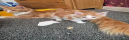 Maine Coon cats for sale: Maine coon kittens  - Advert 1