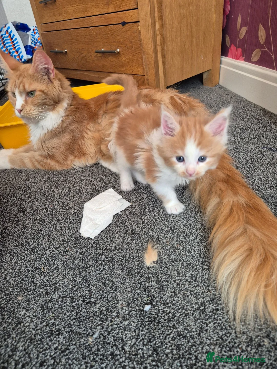 Maine Coon cats for sale: Maine coon kittens  - Advert 1