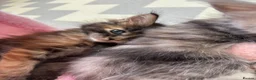 Maine Coon cats for sale: Beautiful Maine Coon kittens looking for new home - Advert 5