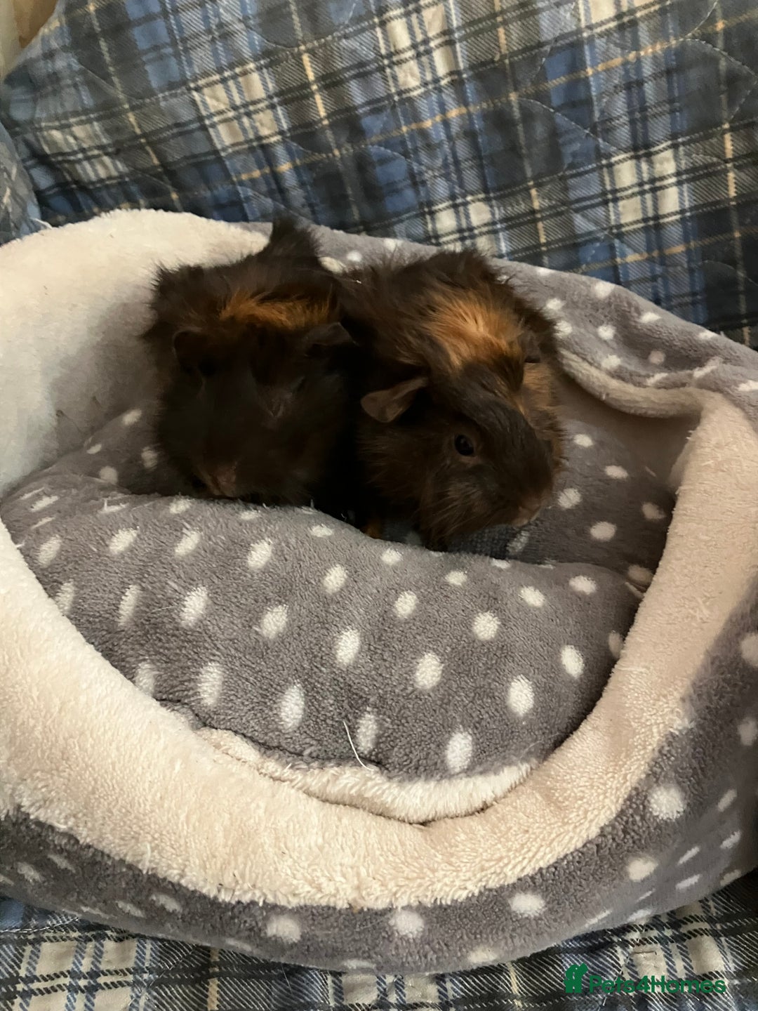 Guinea Pig rodents for sale: Lots of lovely baby boy guinea pigs - Advert 23