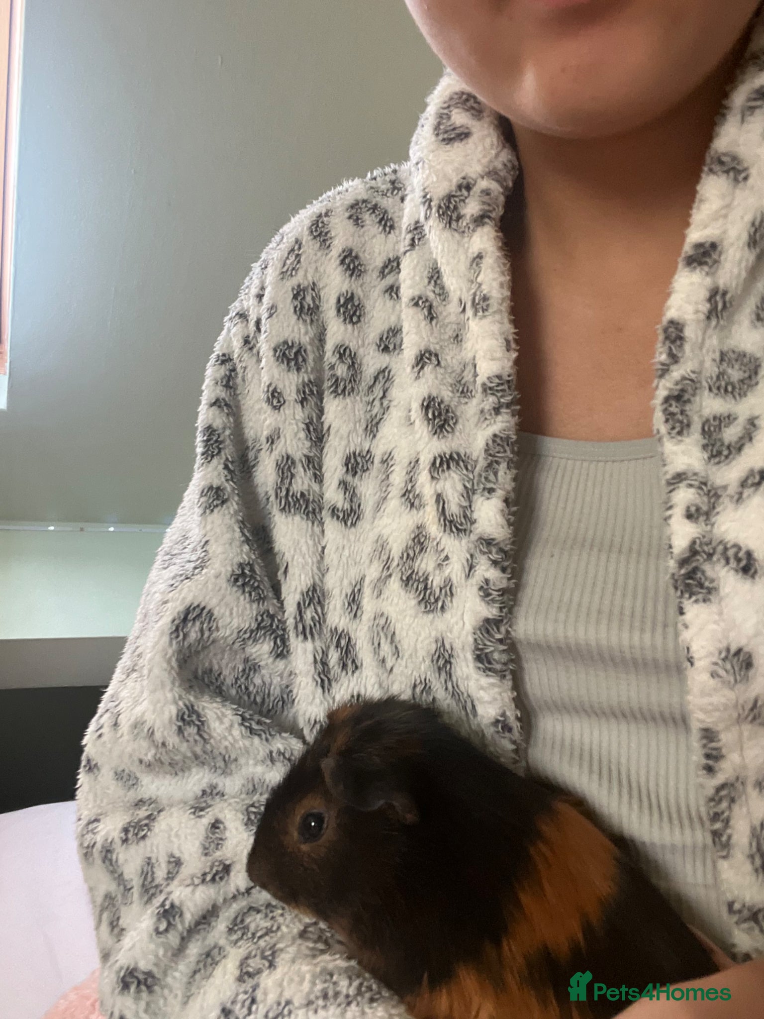 Guinea Pig rodents 2 year old Male Guinea Pig - Advert 14
