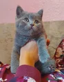 British Shorthair blue female