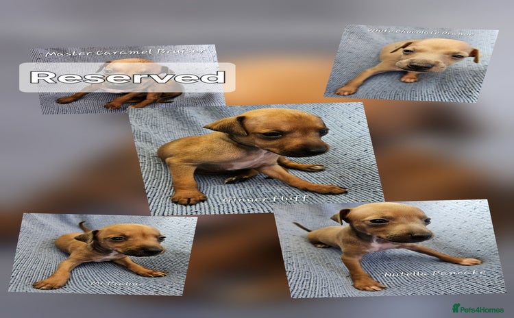 Italian Greyhound dogs - Advert 2