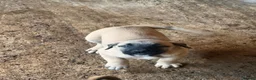 Anatolian Shepherd dogs for sale: 8 beautiful Antonian Shepherd pups  - Advert 9