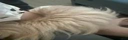 Olde English Bulldogge dogs for sale: Fluffy old English bulldog Champion Blood lines - Advert 7