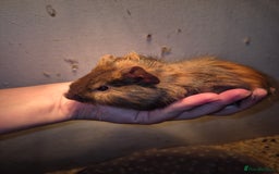 Guinea Pig rodents for sale: Sows and Boars available, can deliver x - Image 3