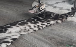Bengal cats for sale: Intensively socialised bengal kittens - lap cats! in Scunthorpe - Image 22