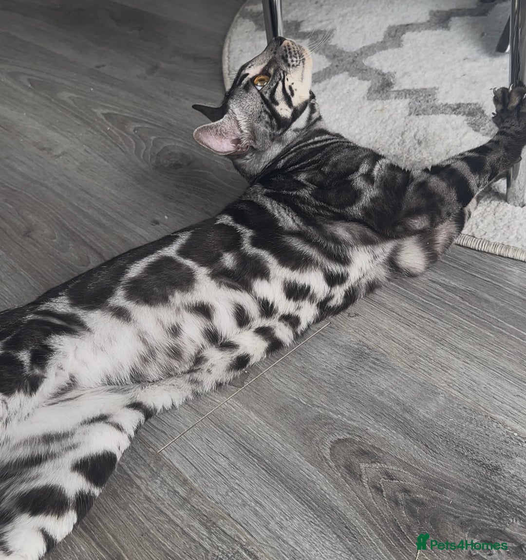 Bengal cats for sale: Intensively socialised bengal kittens - lap cats! in Scunthorpe - Image 22