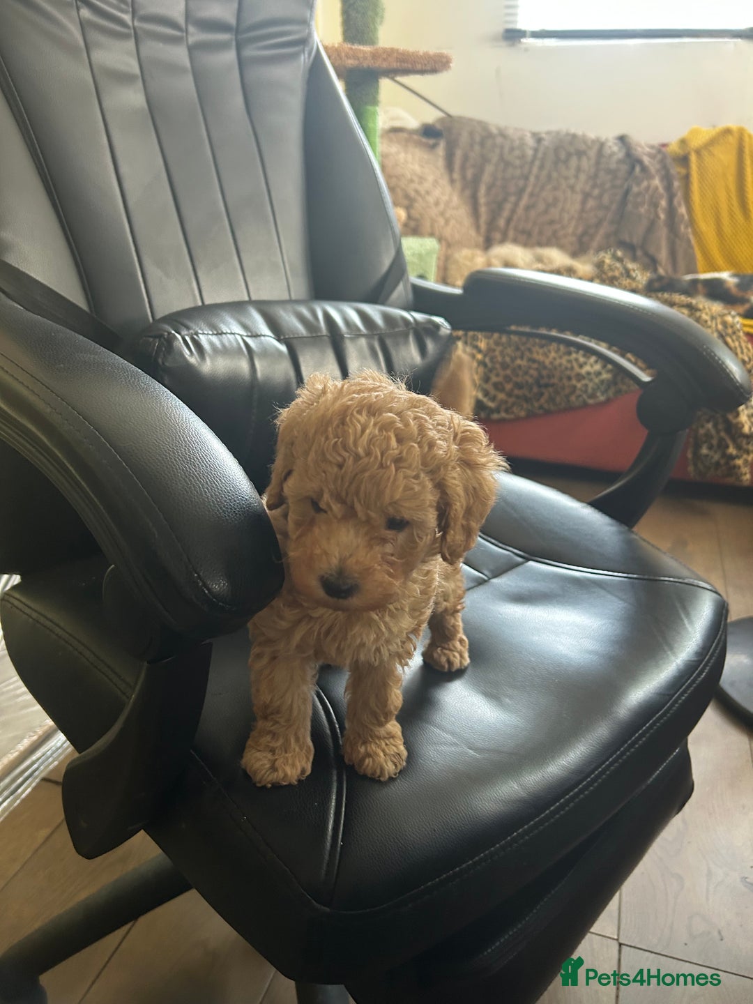 Toy Poodle dogs for sale: Red toy poodle puppies - Image 7