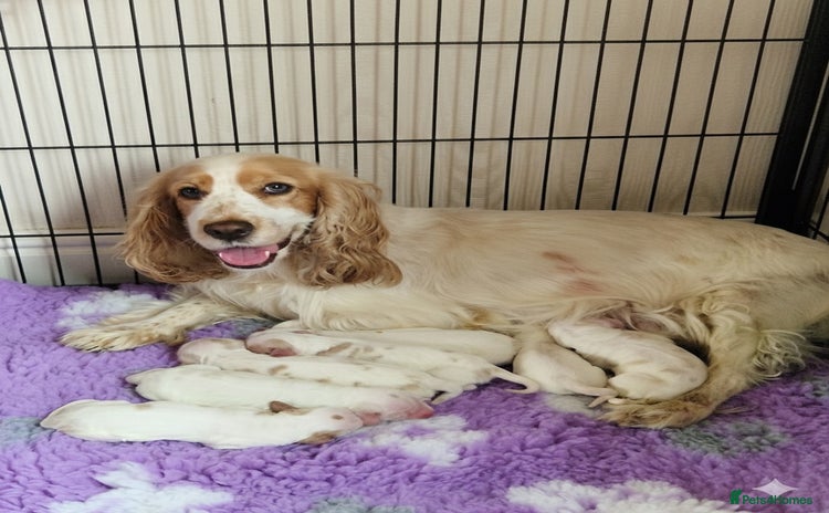 Cocker Spaniel dogs KC Registered Show Cocker Puppies  - Advert 2