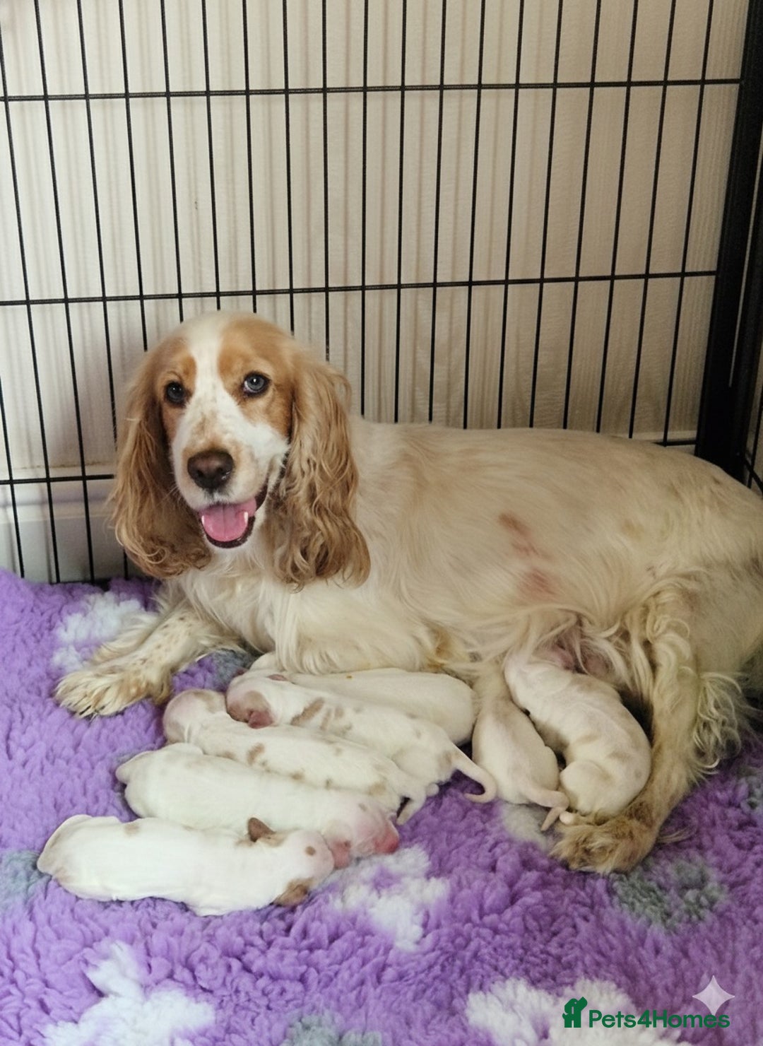 Cocker Spaniel dogs for sale: KC Registered Show Cocker Puppies  - Advert 12