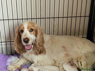 Cocker Spaniel dogs KC Registered Show Cocker Puppies - Advert 13