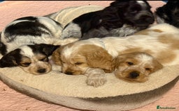 Cocker Spaniel dogs for sale: Ready now - fully health tested show cocker boy  - Image 8