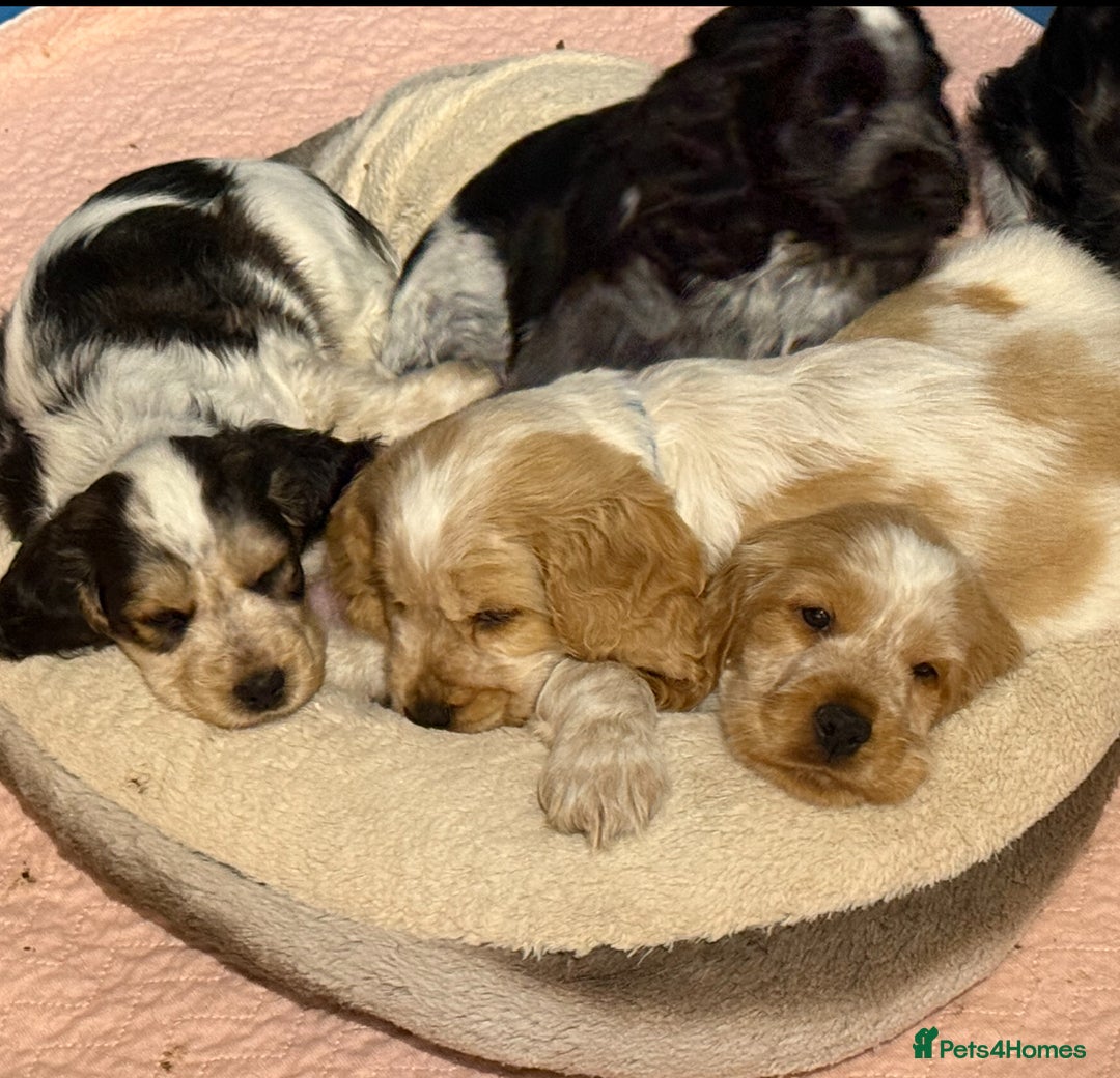 Cocker Spaniel dogs for sale: Ready now - fully health tested show cocker boy  - Image 8