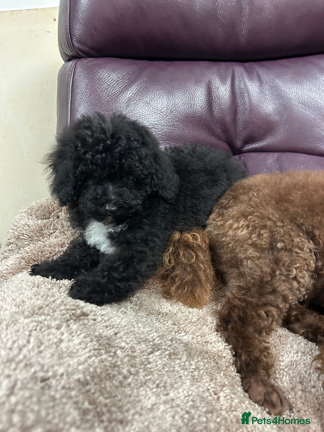 Miniature Poodle dogs for sale: Miniature poodle  - Advert 24