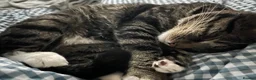 British Shorthair cats for sale: My Nan’s cat Harry  - Advert 4