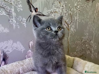 British Shorthair cats 🧸EXCEPTIONAL QUALITY PURE BREED BSH TEDDY BEARS🧸 - Advert 8