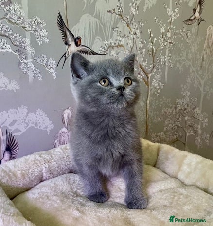 British Shorthair cats 🧸EXCEPTIONAL QUALITY PURE BREED BSH TEDDY BEARS🧸 - Advert 15