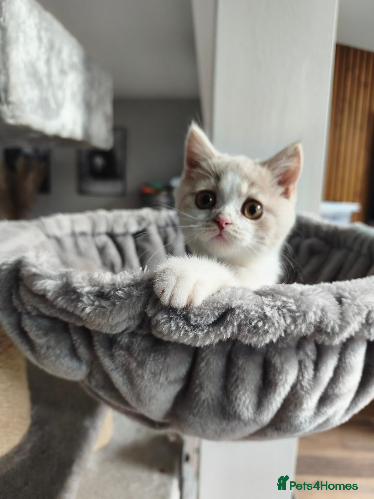 British Shorthair cats British shorthair kittens - Advert 1
