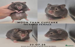 Hamster rodents for sale: 8 week old Female Sable Pedigree Syrian Hamster - Image 6