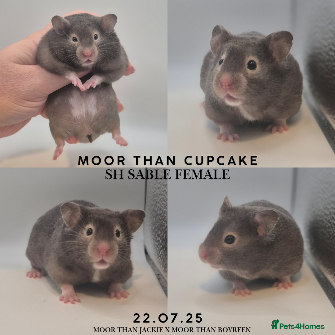 Hamster rodents for sale: 8 week old Female Sable Pedigree Syrian Hamster - Image 6