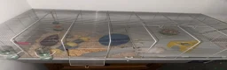 Hamster rodents for sale: Hamster and cage for sale  in Folkestone - Advert 6
