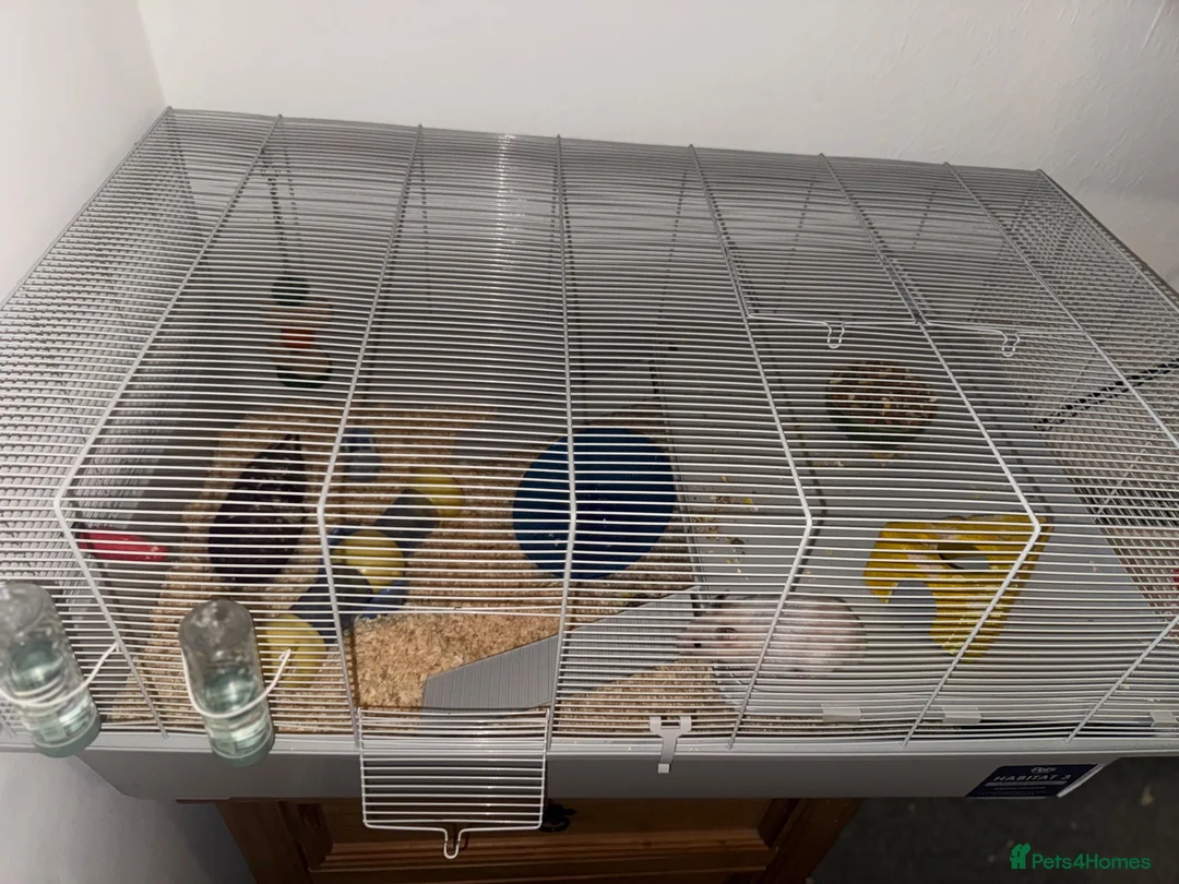 Hamster rodents for sale: Hamster and cage for sale  in Folkestone - Advert 6